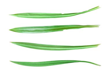 Beyaz arka planda izole edilmiş taze pandan yaprağı koleksiyonu. Kırpma yolu ile nesne.