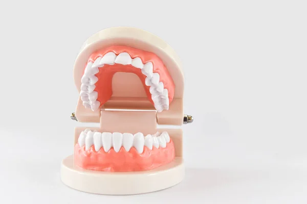 Modelo Dentes Fundo Branco Mandíbula Humana Acrílica Para Estudar Higiene — Fotografia de Stock