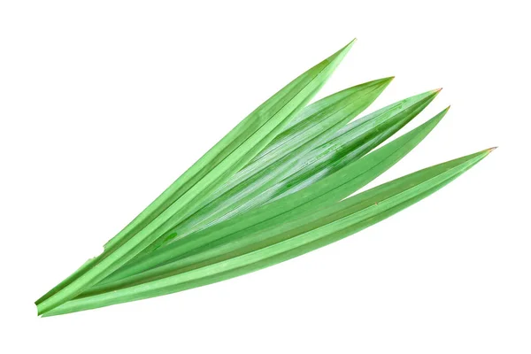 Fresh Pandan Leaf Isolated White Background Object Clipping Path — Stock Photo, Image