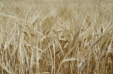 Çavdar tarlasında sarı lahanalar