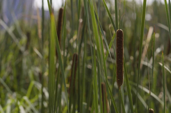 Typha anginatifolia daimi su ve Rogoz cinsinin bataklık bitkisel türleri.