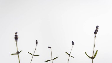 Beyaz arka planda kurutulmuş lavanta bitkileri