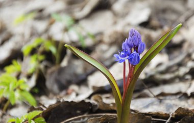 Baharın başında yaprakların arasında filizlenen çimenlikteki kar damlaları.