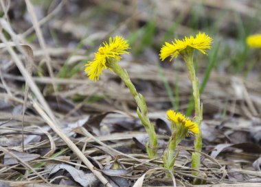 Tussilago farfara L İlkbaharın başında