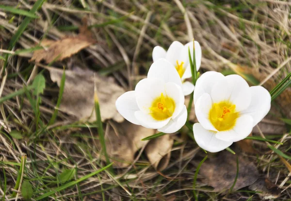 Timsahlar 2 baharının başlarında çiçek açar.