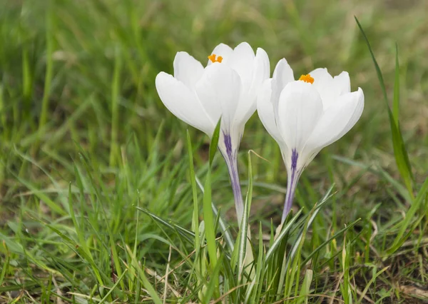 Crocuses Blooming Early Spring — Stock Photo, Image