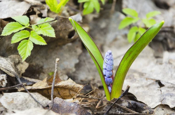 Perce Neige Sur Pelouse Poussant Parmi Les Feuilles Début Printemps — Photo