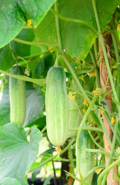 Cucumber growing in garden — Stock Photo, Image