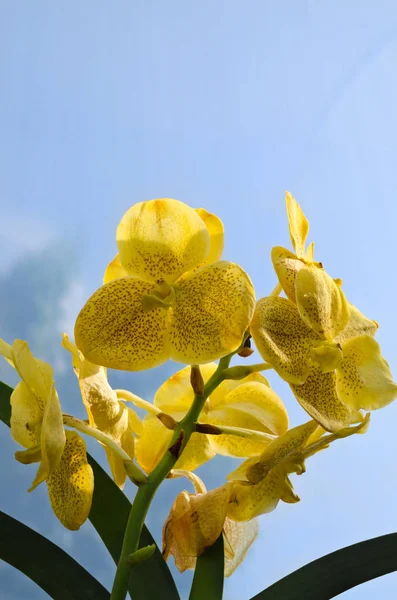 Hermosa flor de orquídea vanda amarilla — Foto de Stock