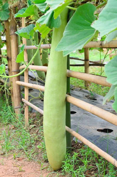 Long bottle gourd or winter melon — Stock Photo, Image