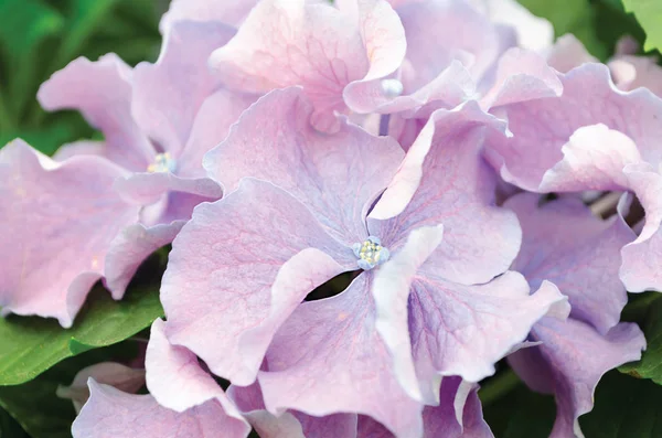 Paarse maraud hortensia's bloemen — Stockfoto