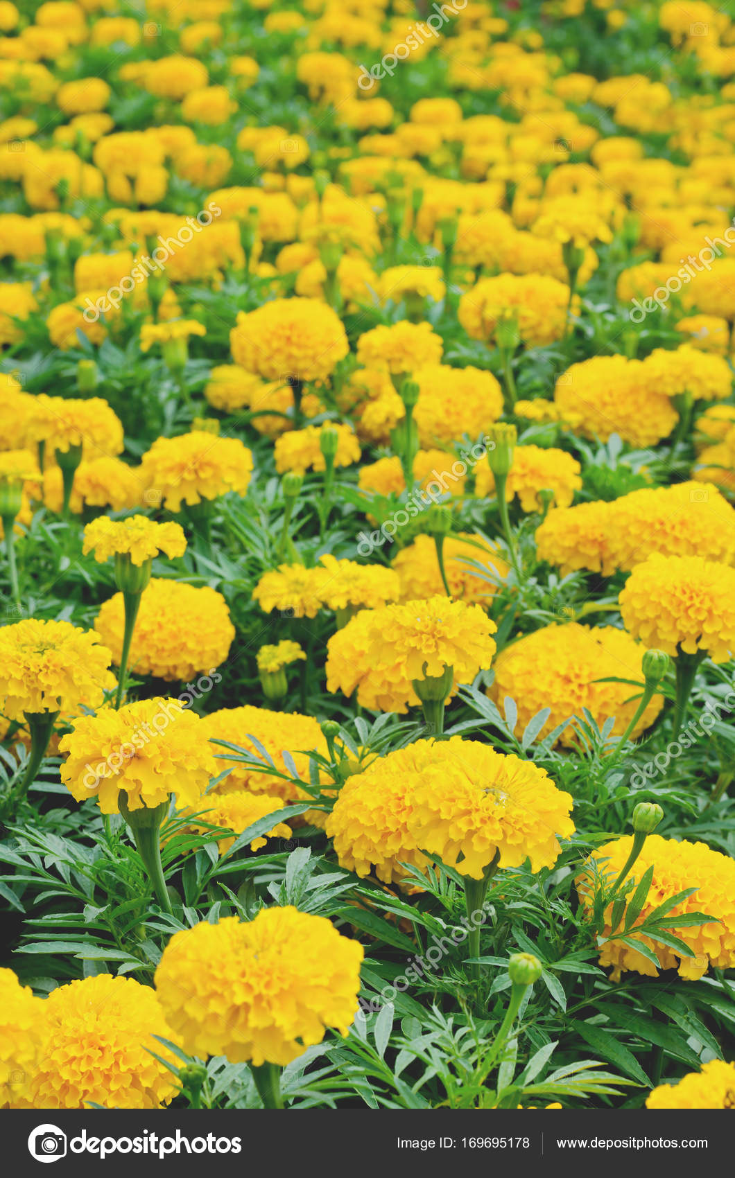 A Flower Bed Of Yellow Blooming Marigolds Growing In The Garden Stock Photo C Bentaboe 169695178
