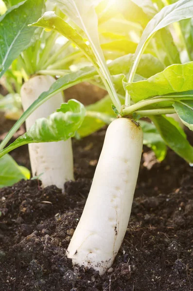 Olgun beyaz turp fide organik çiftlik