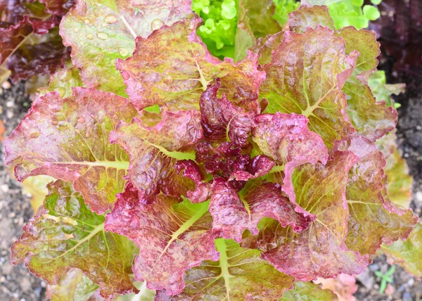 Фиолетовый красный савойский листовой салат — стоковое фото