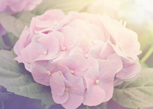 Foco suave de flores de hortênsias rosa — Fotografia de Stock
