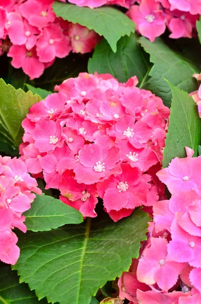 Roze Hydrangea bloemen bloeien in de tuin — Stockfoto