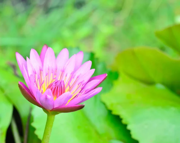 Foco suave bela flor de lótus rosa — Fotografia de Stock