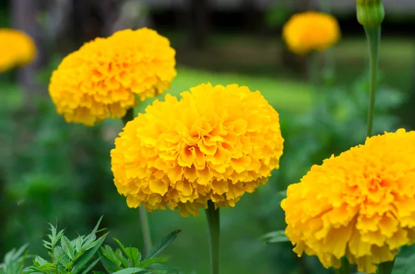 Sarı çiçek açan marigolds bahçede büyüyen bir çiçek yatak 