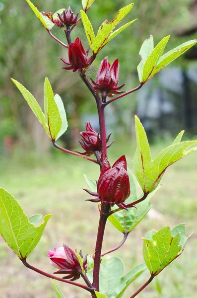 Roselle roja, comida sana y medicina herbal alternativa —  Fotos de Stock