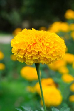 Sarı çiçek açan marigolds bir çiçek yatak 