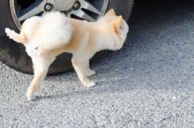 Tekerlek üzerinde peeing küçük Pomeranian köpek yavrusu