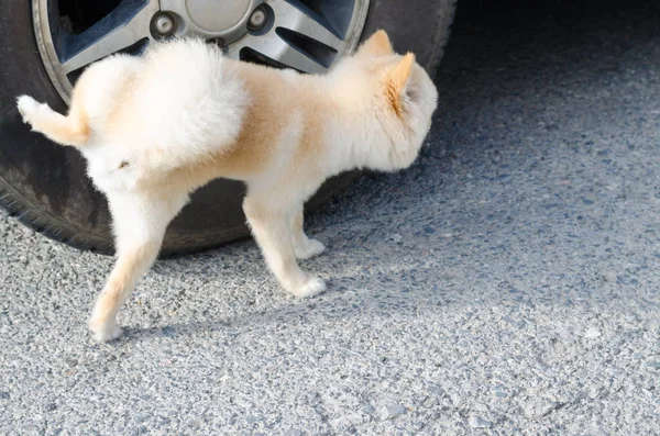 Tekerlek üzerinde peeing küçük Pomeranian köpek yavrusu