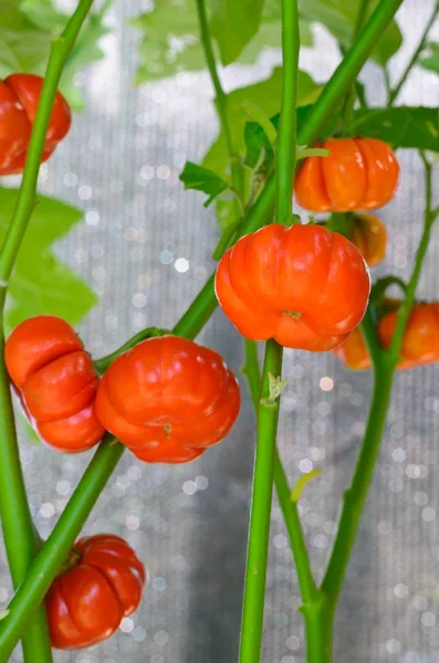 Scharlachrote Auberginen, Minikürbisse aus Tomaten, goldenes japanisches Ei — Stockfoto