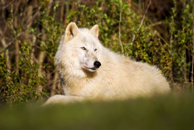 Beyaz wolf pack izlerken bırakmasını