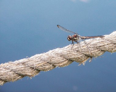 A solid blue background accentuates a dragonfly that has landed on a thick rope.