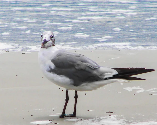 Uma Gaivota Fica Praia Quando Uma Tempestade Aproxima Ele Está — Fotografia de Stock