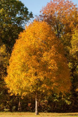 A beautiful golden yellow autumn tree is side lit by the morning sun.