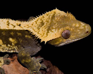 A closeup view of a Crested Gecko perched on a log