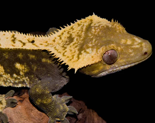 Nahaufnahme Eines Haubengeckos Der Auf Einem Baumstamm Thront — Stockfoto