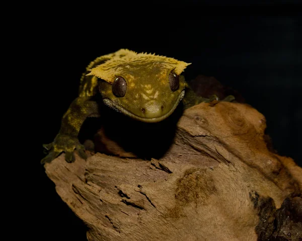 Crested Gecko Siedzi Szczycie Kłody Szykując Się Skoku Kamerę — Zdjęcie stockowe