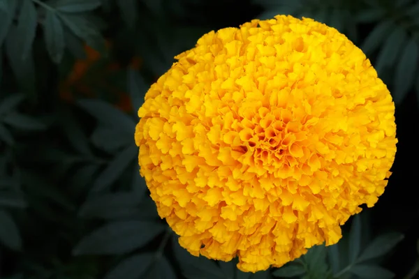 Una Sola Flor Flor Caléndula Amarilla Tailandia — Foto de Stock