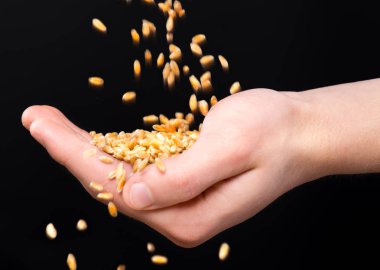 buğday taneleri ile el