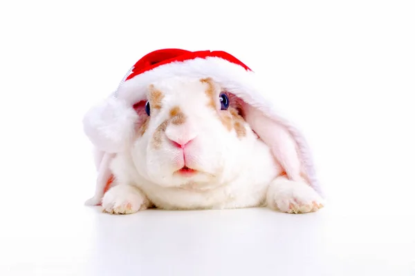 圣诞兔子。 身穿红色圣诞老人服装的兔子从白色背景的桌子后面探出头来- -动物、宠物、圣诞节和新年观念。 复制空间 — 图库照片