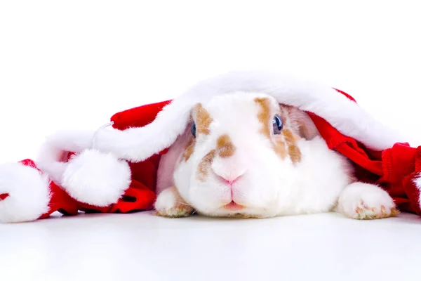 Christmas bunny. Rabbit in red santa claus costume peeps out from behind a table on white background - animals, pets, christmas and new year concept. Copyspace — Stock Photo, Image