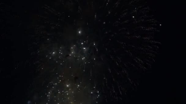 Appearing white text Congratulations on the background of the Colored firework lights exploding closeup. Dazzling fireworks on black night sky. Festive, winner and celebration concept. — Stock Video