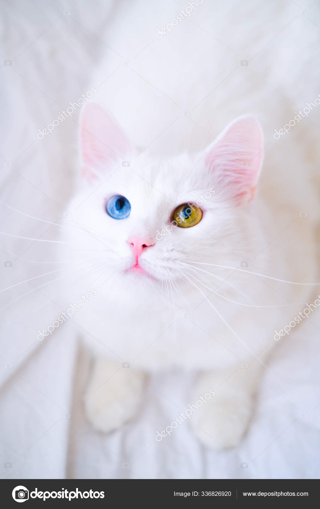 Hvit katt med forskjellige øyenfarger. Tyrkisk angora. Van Kitten med blått  og grønt øye ser opp. Kjæledyr, heterokromi – stockfoto © KuzinaNatali  #336826920, image size:1067x1700