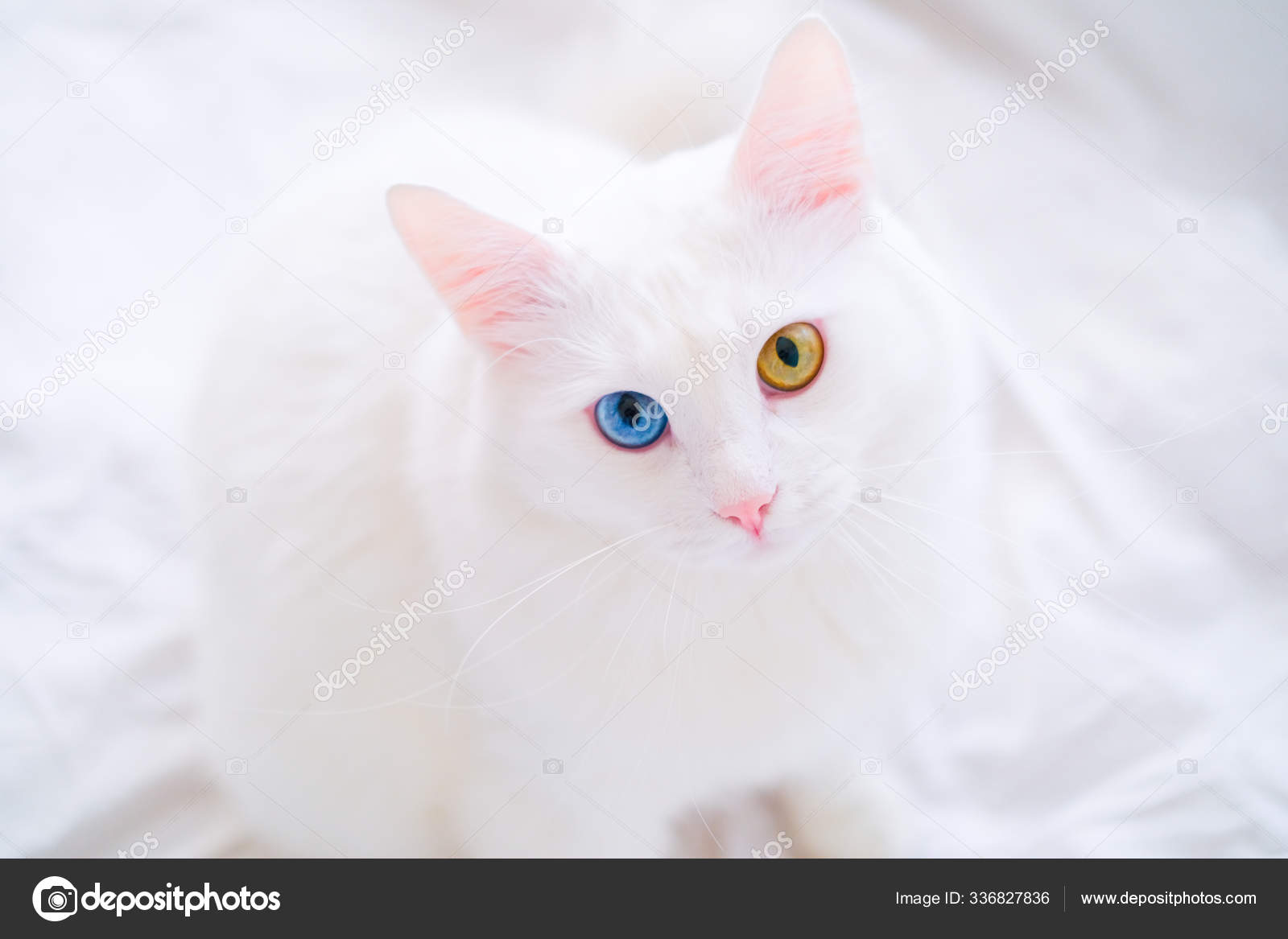 Photos De Le Chaton Albinos Images De Le Chaton Albinos Depositphotos