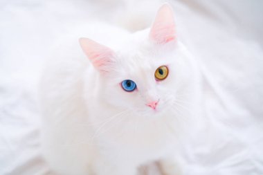 Farklı renkte gözleri olan beyaz bir kedi. Türk angorası. Mavi ve yeşil gözlü kedi yavrusu beyaz yatakta yatıyor. Sevimli evcil hayvanlar, heterokromi