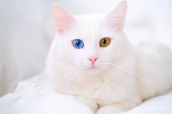 Farklı renkte gözleri olan beyaz bir kedi. Türk angorası. Mavi ve yeşil gözlü kedi yavrusu beyaz yatakta yatıyor. Sevimli evcil hayvanlar, heterokromi