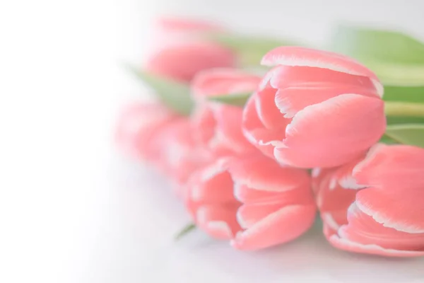 Spring banner. Purple pink tulip bouquet on the white background. Easter and spring greeting card. Woman day concept. Copyspace for text — ストック写真