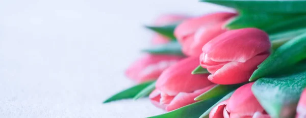 Spring banner. Purple pink tulip bouquet on grey background. Easter and spring greeting card. Woman day concept. Copyspace for text — ストック写真