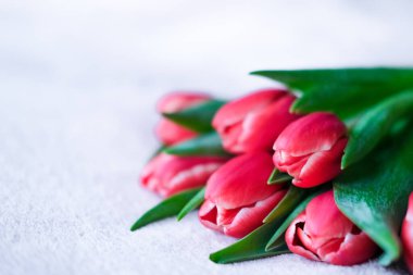 Tulip bouquet closeup with copyspace on grey. Springtime. Woman and mother day concept. Easter and spring greeting card.