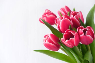 Spring banner. Purple pink tulip bouquet on the white background. Easter and spring greeting card. Woman day concept. Copyspace for text