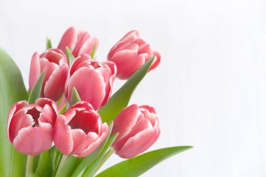 Spring banner. Purple pink tulip bouquet on the white background. Easter and spring greeting card. Woman day concept. Copyspace for text