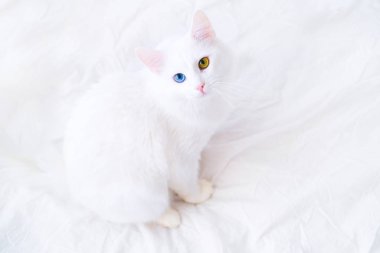 White cat with different color eyes looking up at camera on white bed. Turkish angora with blue and green eye. Adorable domestic pets, heterochromia