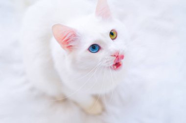White cat with different color eyes licks its face with tongue. Turkish angora with blue and green eyes on white. Cat food, delicacies, domestic pets and heterochromia
